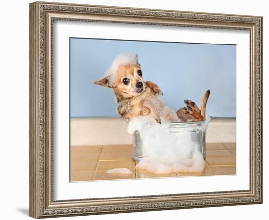 A Chihuahua Taking A Bath-graphicphoto-Framed Photographic Print