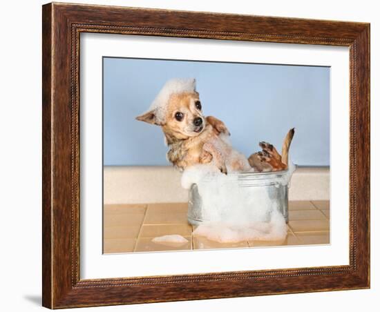 A Chihuahua Taking A Bath-graphicphoto-Framed Photographic Print