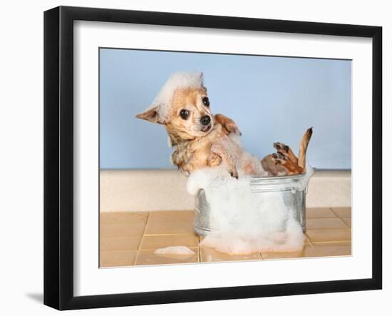 A Chihuahua Taking A Bath-graphicphoto-Framed Photographic Print