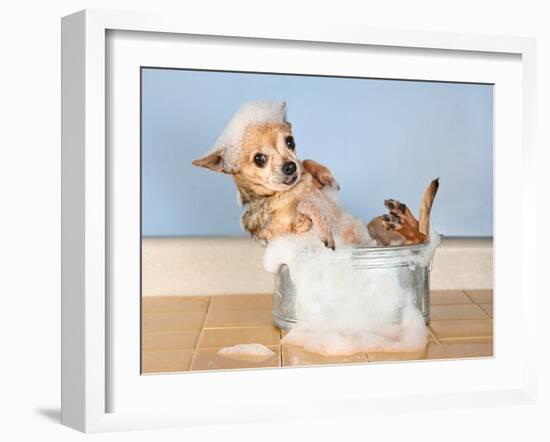 A Chihuahua Taking A Bath-graphicphoto-Framed Photographic Print