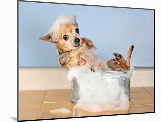 A Chihuahua Taking A Bath-graphicphoto-Mounted Photographic Print