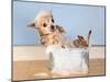 A Chihuahua Taking A Bath-graphicphoto-Mounted Photographic Print