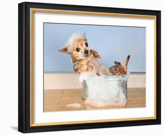 A Chihuahua Taking A Bath-graphicphoto-Framed Photographic Print