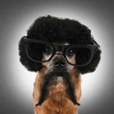 A Chihuahua With An Afro Wig And Glasses On Photographic Print