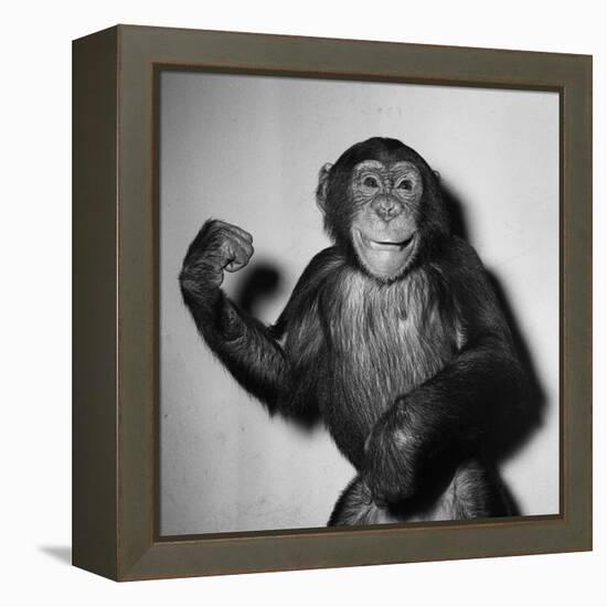 A Chimp, 1955-null-Framed Premier Image Canvas