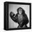 A Chimp, 1955-null-Framed Premier Image Canvas