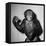 A Chimp, 1955-null-Framed Premier Image Canvas