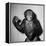 A Chimp, 1955-null-Framed Premier Image Canvas