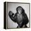 A Chimp, 1955-null-Framed Premier Image Canvas