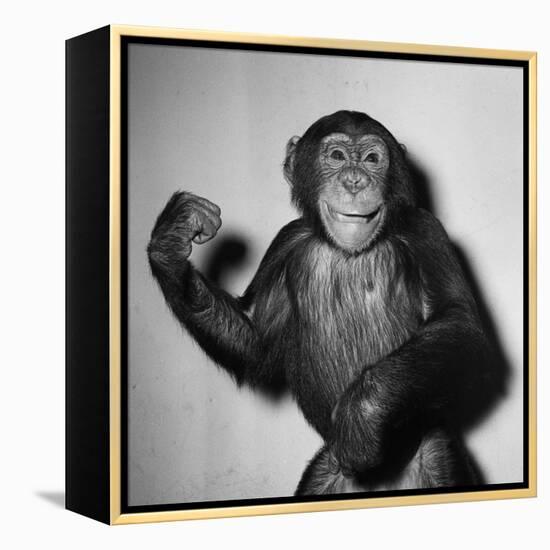 A Chimp, 1955-null-Framed Premier Image Canvas