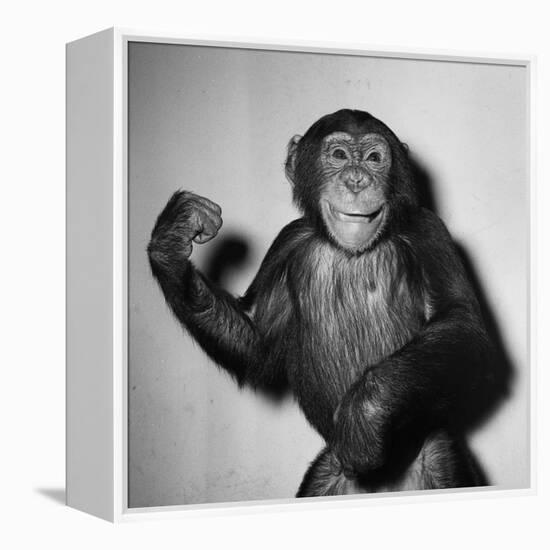 A Chimp, 1955-null-Framed Premier Image Canvas