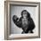 A Chimp, 1955-null-Framed Photographic Print