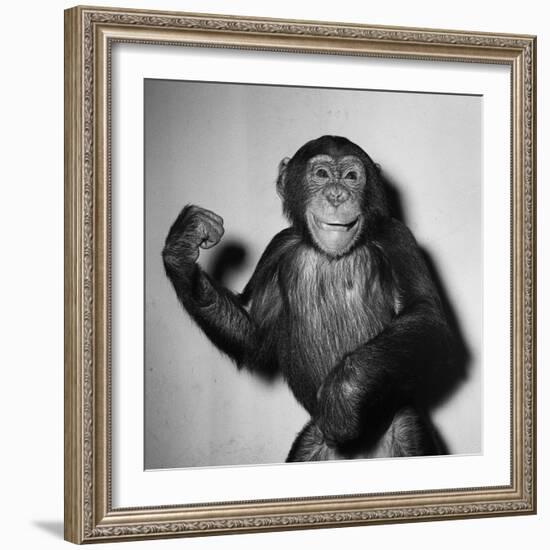 A Chimp, 1955-null-Framed Photographic Print