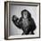 A Chimp, 1955-null-Framed Photographic Print