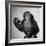 A Chimp, 1955-null-Framed Photographic Print