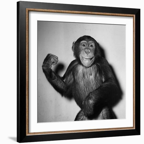 A Chimp, 1955-null-Framed Photographic Print