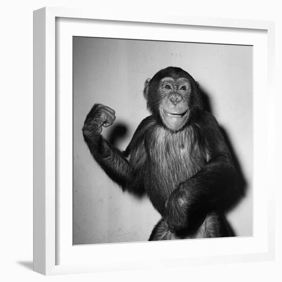 A Chimp, 1955-null-Framed Photographic Print