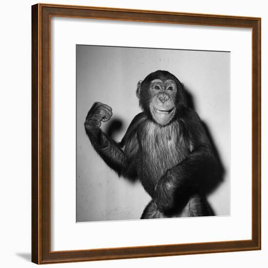 A Chimp, 1955-null-Framed Photographic Print