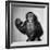 A Chimp, 1955-null-Framed Photographic Print