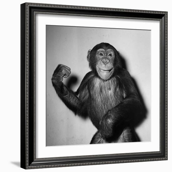 A Chimp, 1955-null-Framed Photographic Print