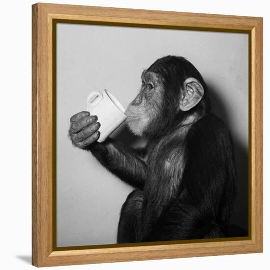 A Chimp Drinking a Cup of Tea-null-Framed Premier Image Canvas