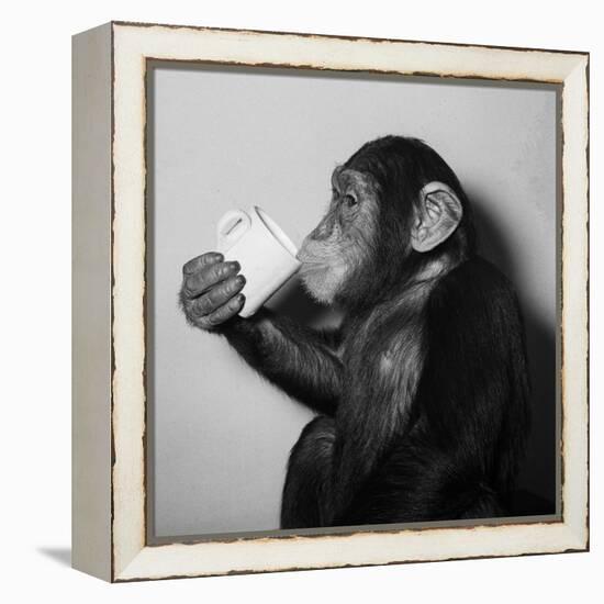 A Chimp Drinking a Cup of Tea-null-Framed Premier Image Canvas