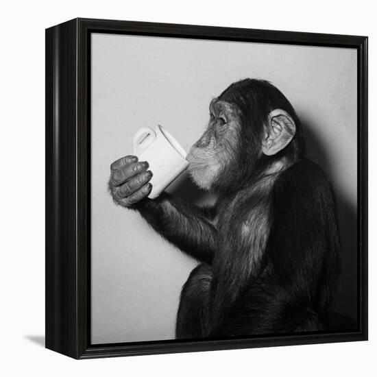 A Chimp Drinking a Cup of Tea-null-Framed Premier Image Canvas