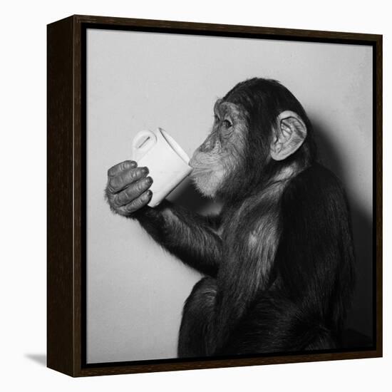 A Chimp Drinking a Cup of Tea-null-Framed Premier Image Canvas