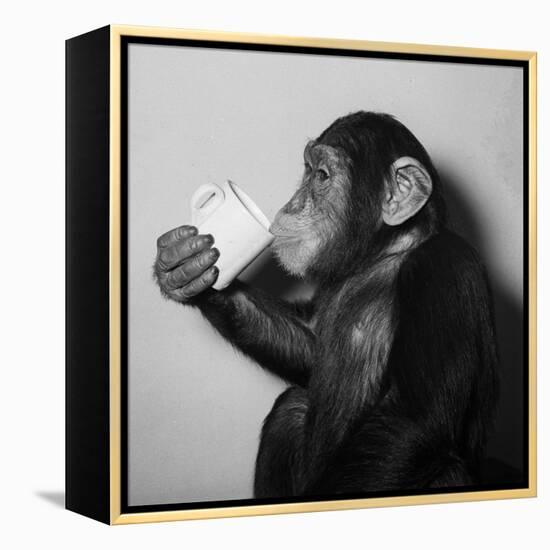 A Chimp Drinking a Cup of Tea-null-Framed Premier Image Canvas