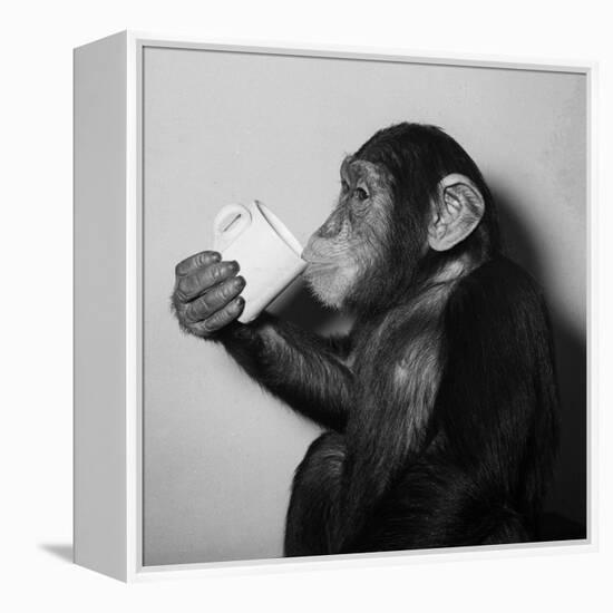 A Chimp Drinking a Cup of Tea-null-Framed Premier Image Canvas