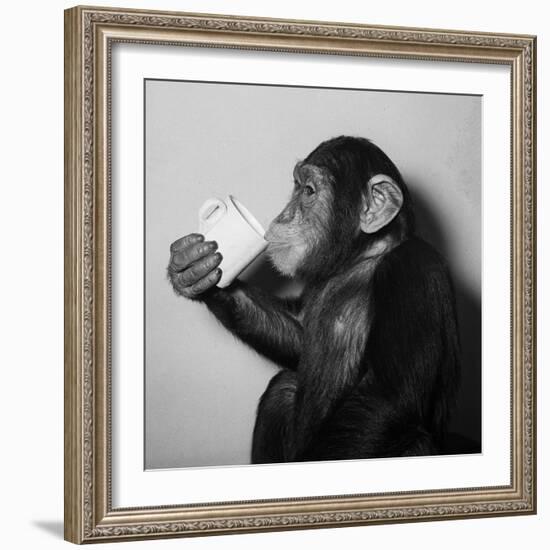 A Chimp Drinking a Cup of Tea-null-Framed Photographic Print