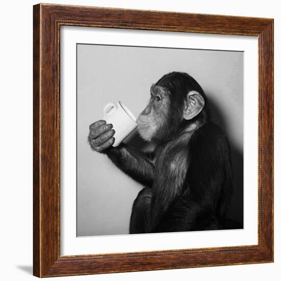 A Chimp Drinking a Cup of Tea-null-Framed Photographic Print