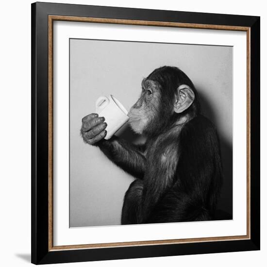 A Chimp Drinking a Cup of Tea-null-Framed Photographic Print