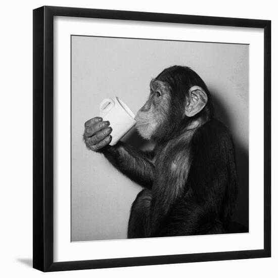 A Chimp Drinking a Cup of Tea--Framed Photographic Print
