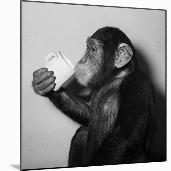 A Chimp Drinking a Cup of Tea-null-Mounted Photographic Print