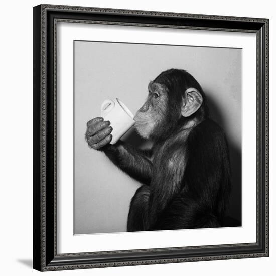 A Chimp Drinking a Cup of Tea-null-Framed Photographic Print