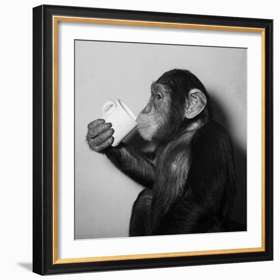 A Chimp Drinking a Cup of Tea-null-Framed Photographic Print