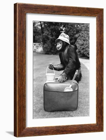 A Chimpanzee at Twycross Zoo ready for travelling-Staff-Framed Photographic Print