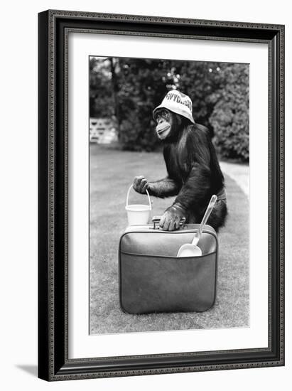 A Chimpanzee at Twycross Zoo ready for travelling-Staff-Framed Photographic Print