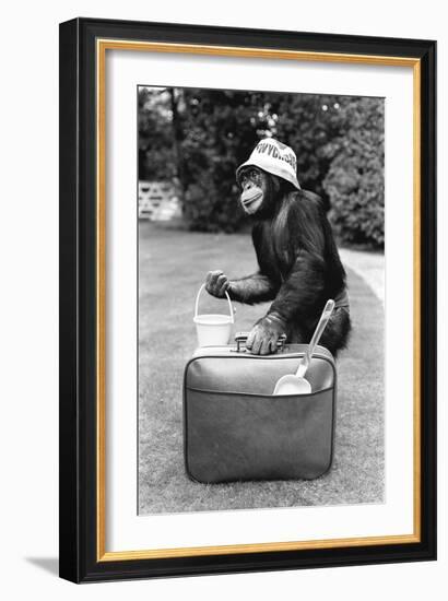 A Chimpanzee at Twycross Zoo ready for travelling-Staff-Framed Photographic Print