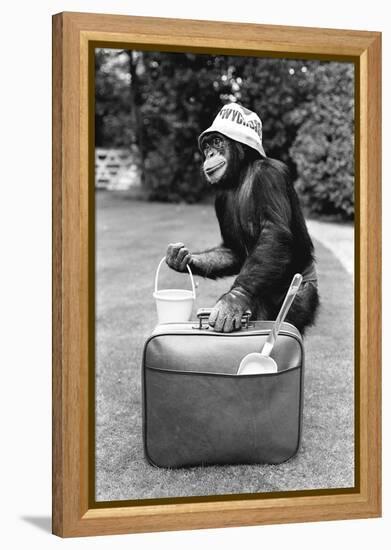 A Chimpanzee at Twycross Zoo ready for travelling-Staff-Framed Premier Image Canvas