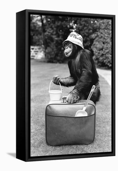 A Chimpanzee at Twycross Zoo ready for travelling-Staff-Framed Premier Image Canvas