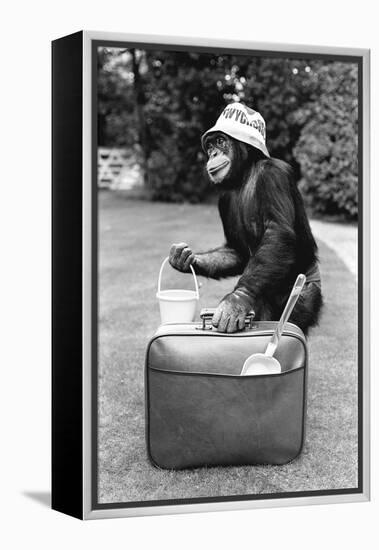 A Chimpanzee at Twycross Zoo ready for travelling-Staff-Framed Premier Image Canvas