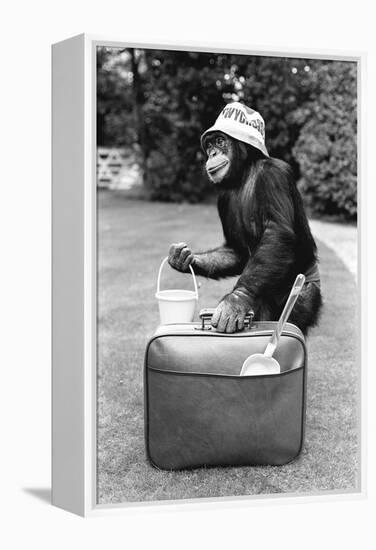 A Chimpanzee at Twycross Zoo ready for travelling-Staff-Framed Premier Image Canvas
