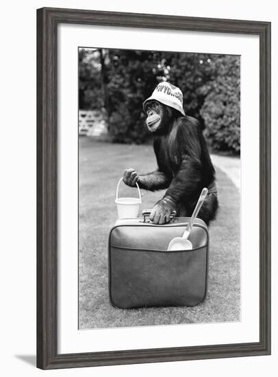 A Chimpanzee at Twycross Zoo ready for travelling-Staff-Framed Photographic Print