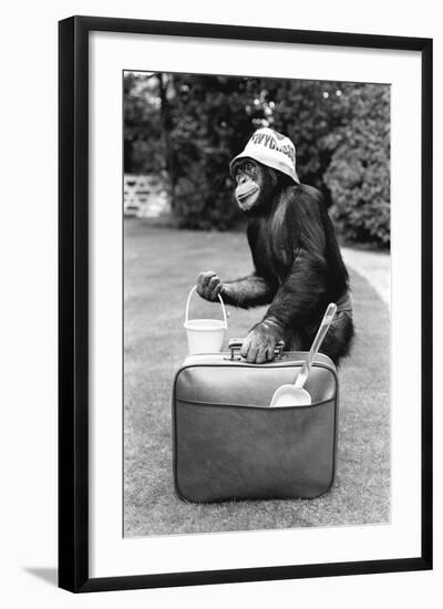 A Chimpanzee at Twycross Zoo ready for travelling-Staff-Framed Photographic Print