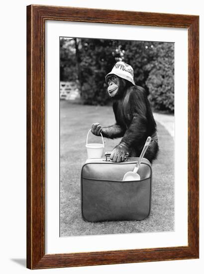 A Chimpanzee at Twycross Zoo ready for travelling-Staff-Framed Photographic Print