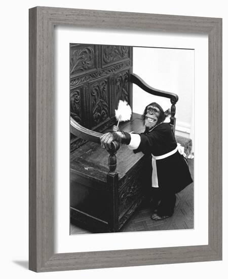 A Chimpanzee brushing up on the housework-Staff-Framed Photographic Print