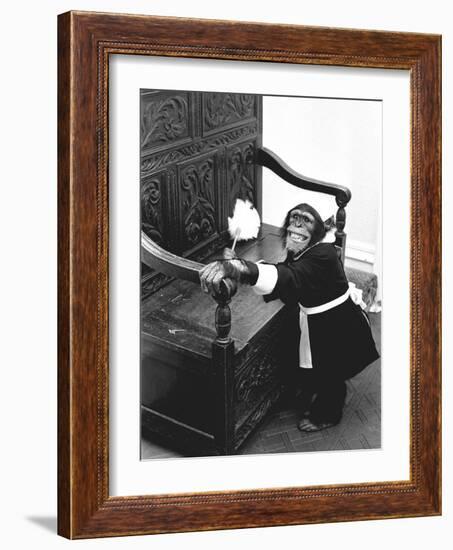 A Chimpanzee brushing up on the housework-Staff-Framed Photographic Print