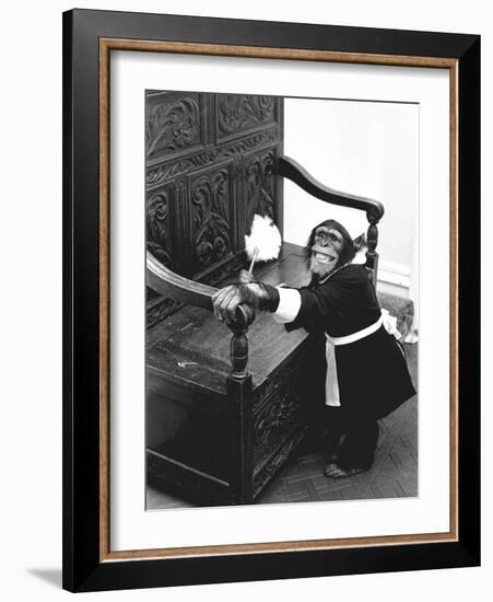 A Chimpanzee brushing up on the housework-Staff-Framed Photographic Print